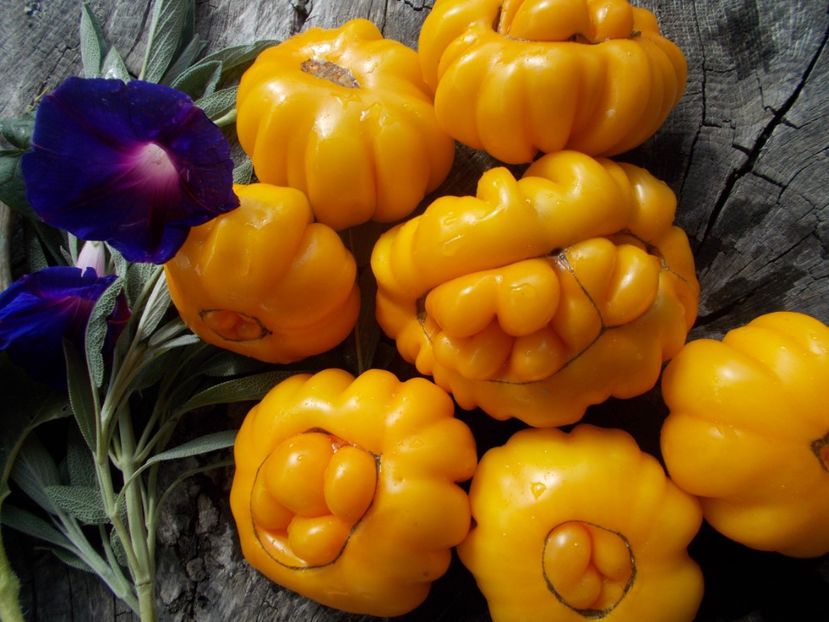  - SEMINTE ROSII - T 715 JAUNE COTELEE DE MONTLOUIS