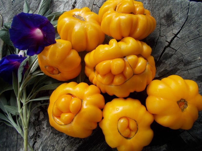  - SEMINTE ROSII - T 715 JAUNE COTELEE DE MONTLOUIS