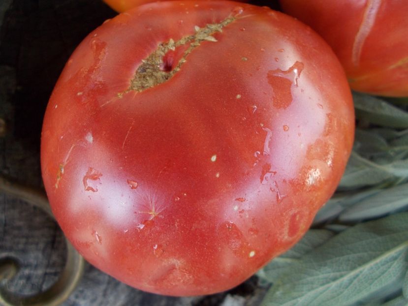  - SEMINTE ROSII - T 701 BABUSCHKINA RADOST