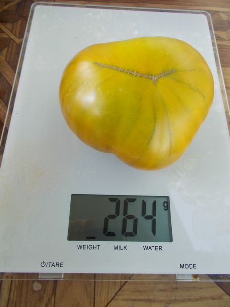  - SEMINTE ROSII - T 767 IRISCHER LIKOR