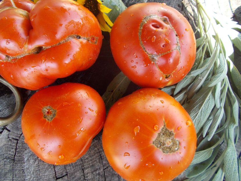  - SEMINTE ROSII - T 765 BRUTUS MAGNUM - sezon scurt