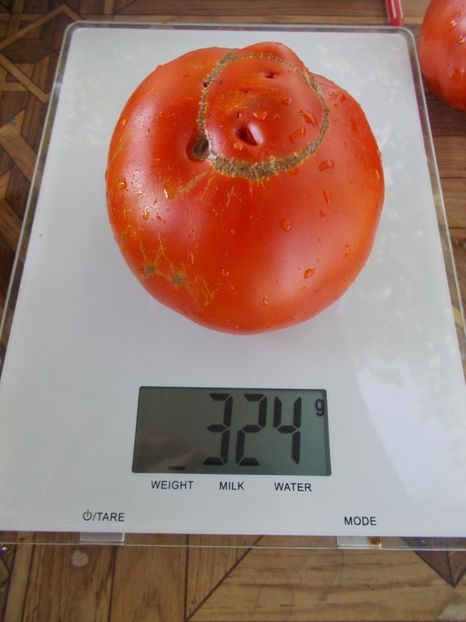  - SEMINTE ROSII - T 765 BRUTUS MAGNUM - sezon scurt