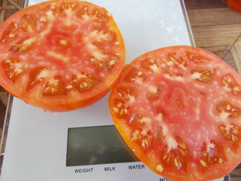  - SEMINTE ROSII - T 765 BRUTUS MAGNUM - sezon scurt