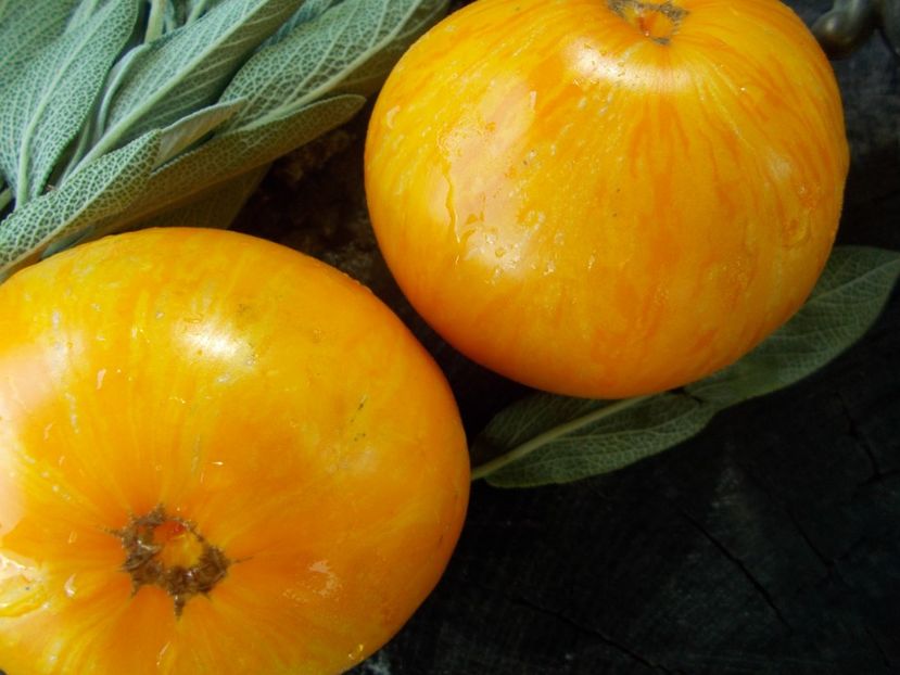  - SEMINTE ROSII - T 785 JANET S JACINTHE JEWEL