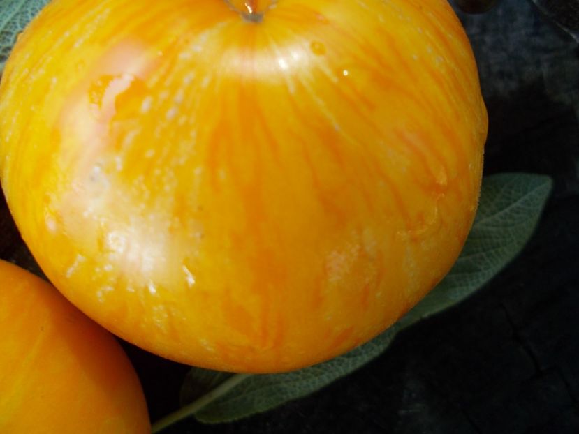  - SEMINTE ROSII - T 785 JANET S JACINTHE JEWEL