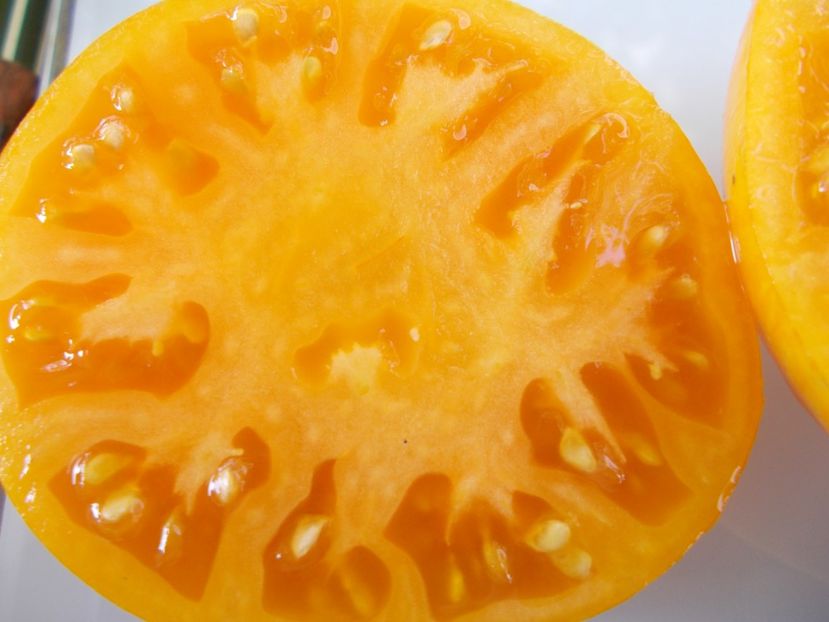  - SEMINTE ROSII - T 785 JANET S JACINTHE JEWEL