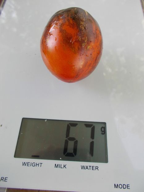  - SEMINTE ROSII - T 713 DAMASCUS STEEL