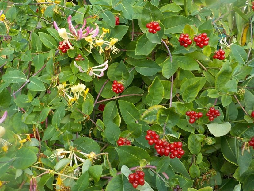  - lonicera