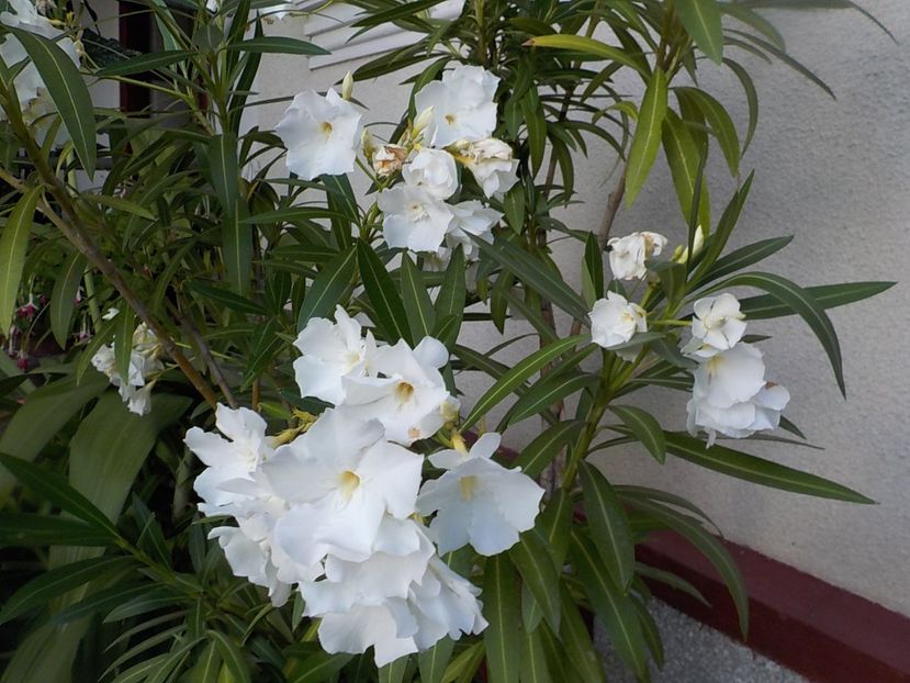  - mont blanc leandru nr 22