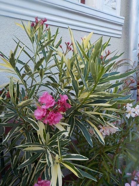  - variegat nr 24