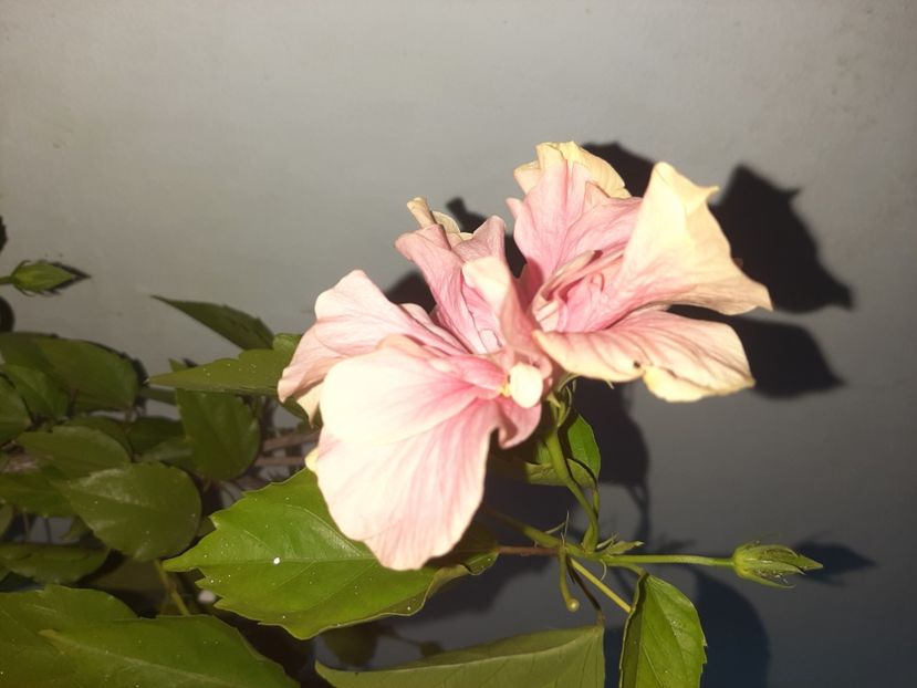  - Florile mele august 2021