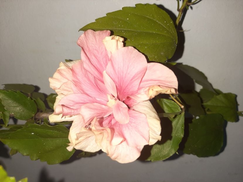  - Florile mele august 2021