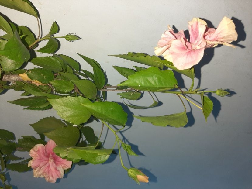  - Florile mele august 2021