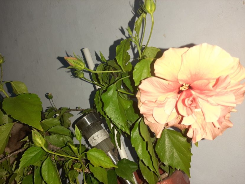  - Florile mele august 2021