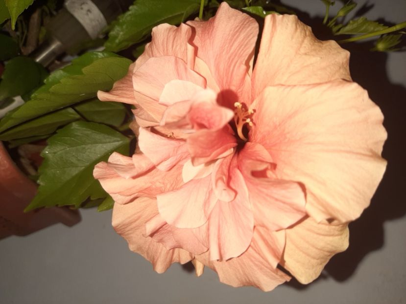  - Florile mele august 2021