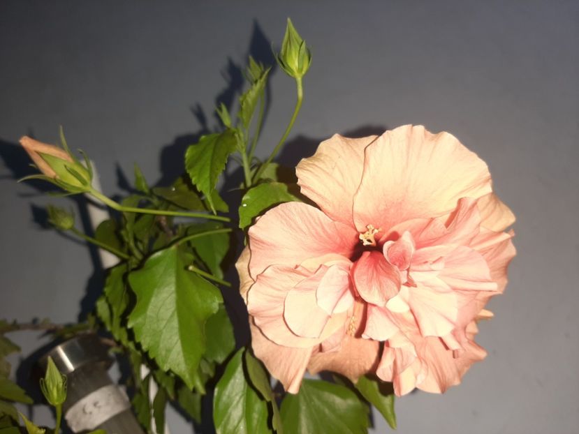  - Florile mele august 2021