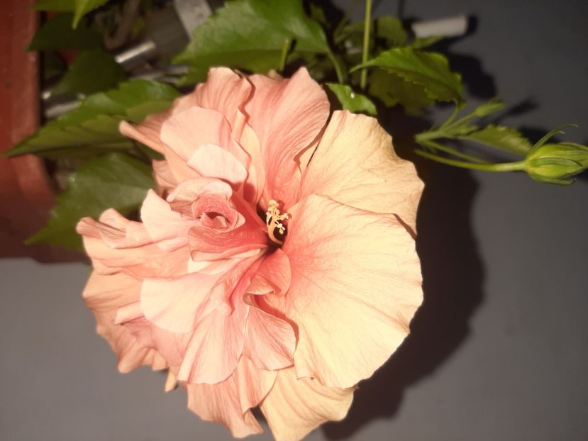  - Florile mele august 2021