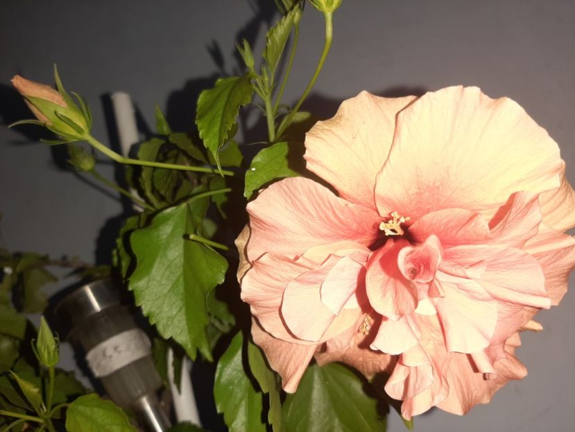  - Florile mele august 2021