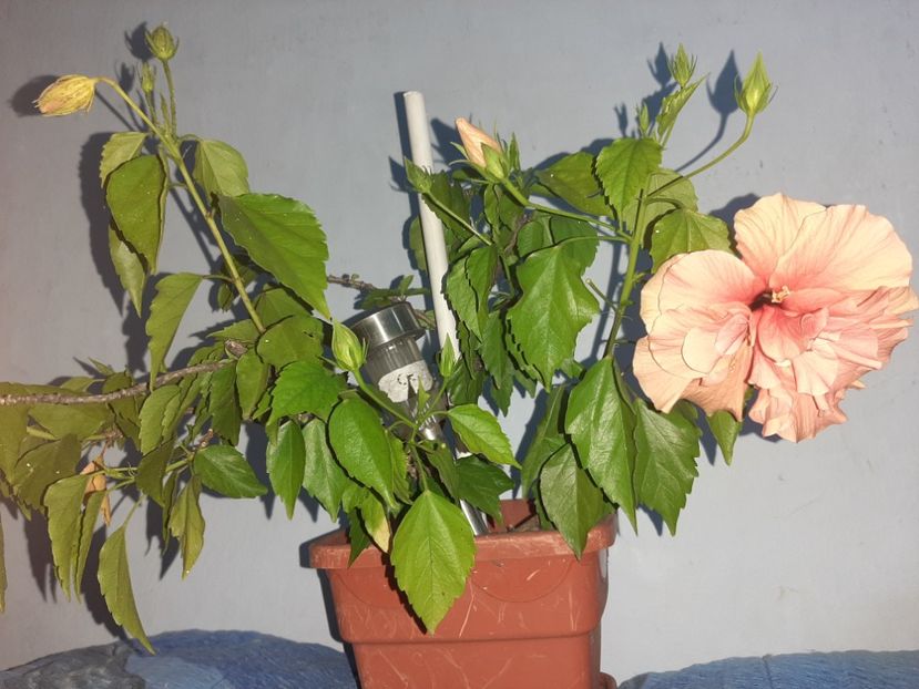  - Florile mele august 2021