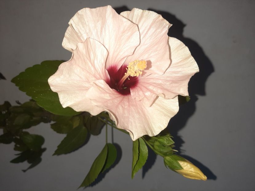  - Florile mele august 2021