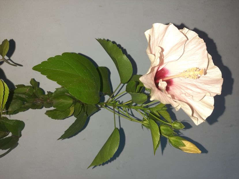  - Florile mele august 2021