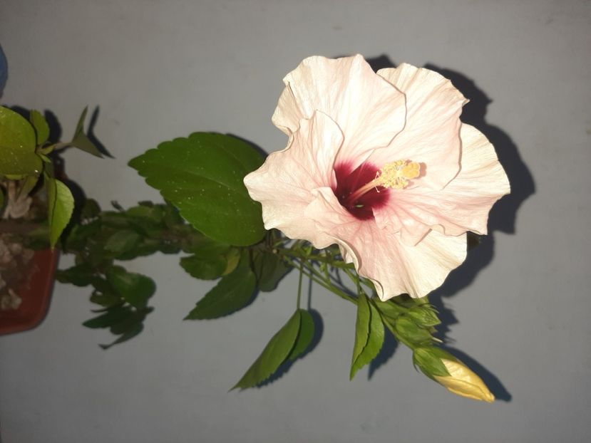  - Florile mele august 2021