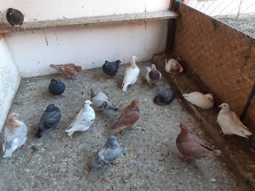  - 06 PUI TEXANI 2021