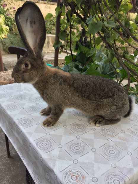 5629F05A-8699-45D9-97A5-C427E9E5F749 - RO 8-2117