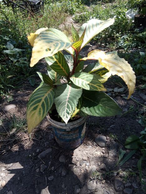 Sanchezia 35 lei - Disponibil