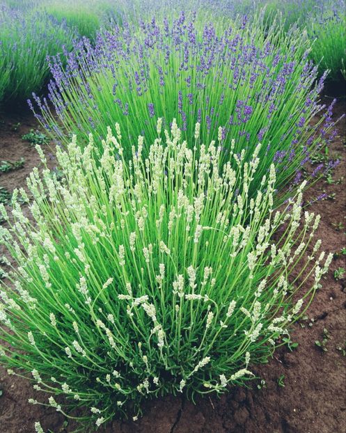  - Lavandă 2020
