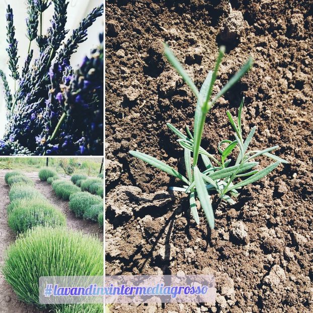  - Lavandă 2020
