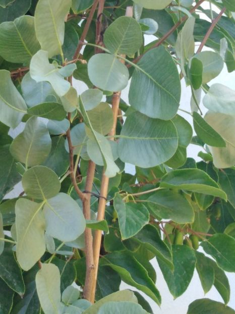 PISTACCIO - De la autohton la exotic