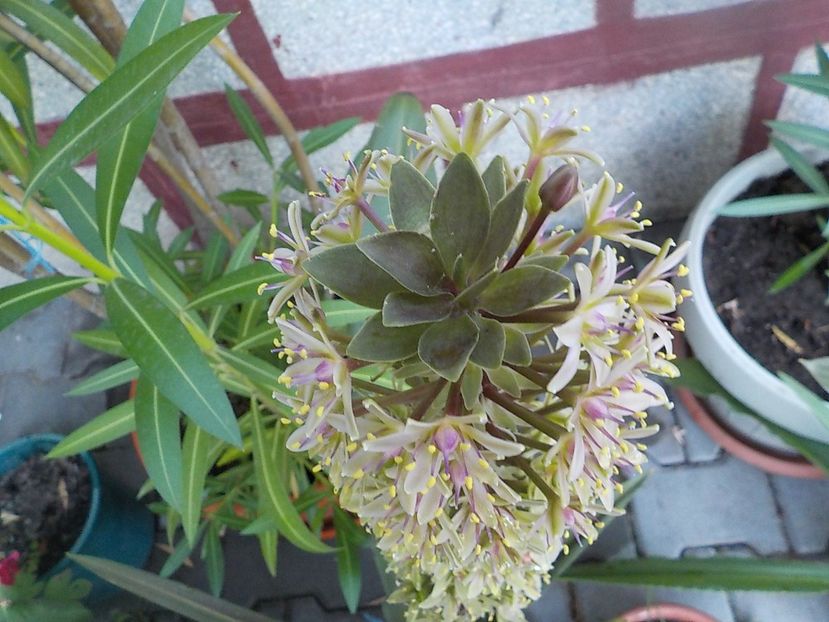  - eucomis