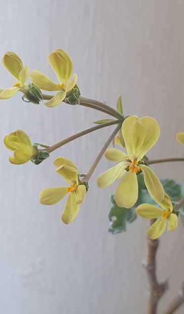 Pelargonium Gibbosum - Muscate de colectie 2021