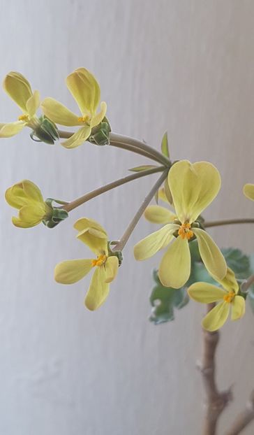  - Pelargonium Gibbosum