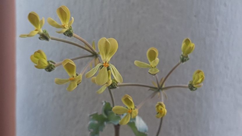  - Pelargonium Gibbosum