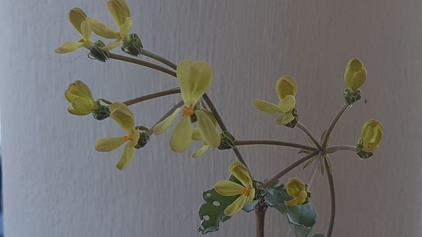  - Pelargonium Gibbosum