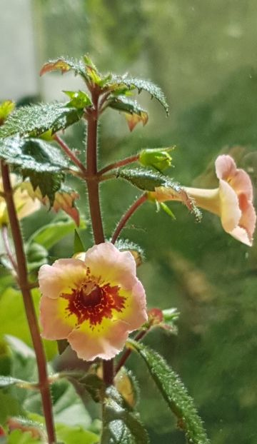 Achimenes Yellow Queen Hi - Florile mamei