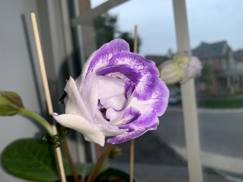  - Gloxinia 2021