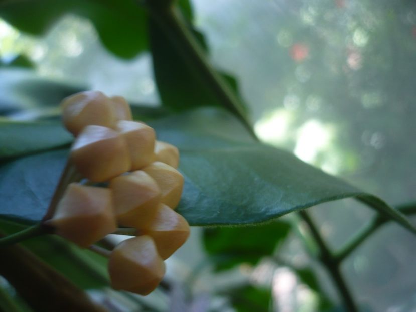 P1500614 - HOYA 2021-3