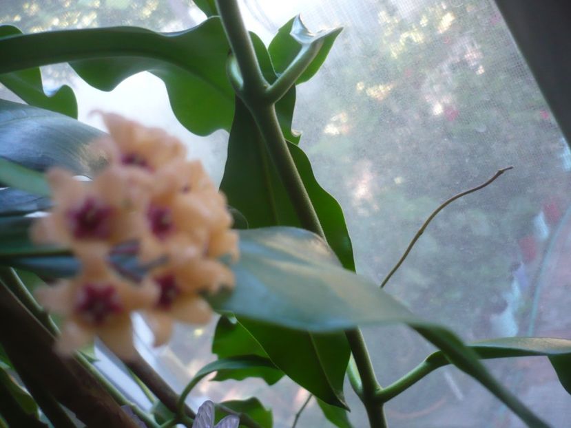 P1500615 - HOYA 2021-3