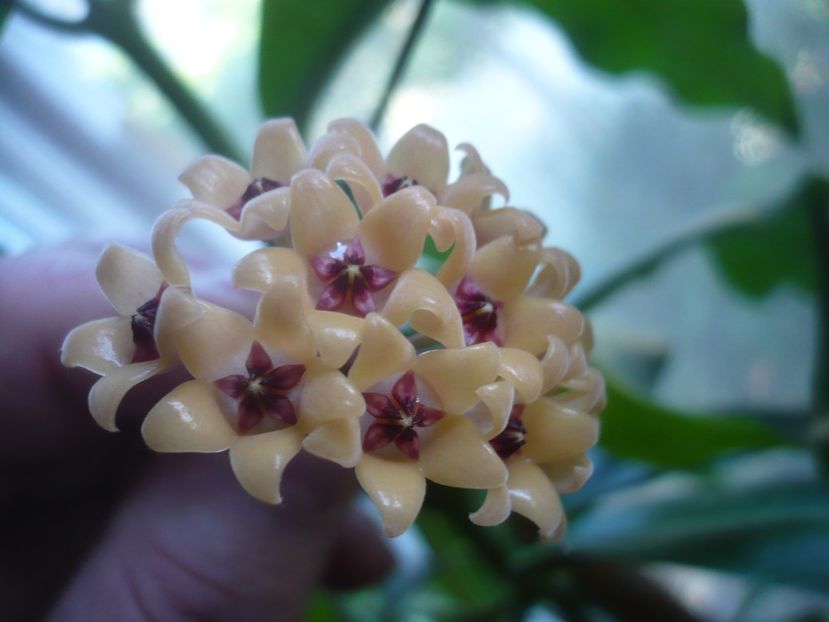 P1500617 - HOYA 2021-3