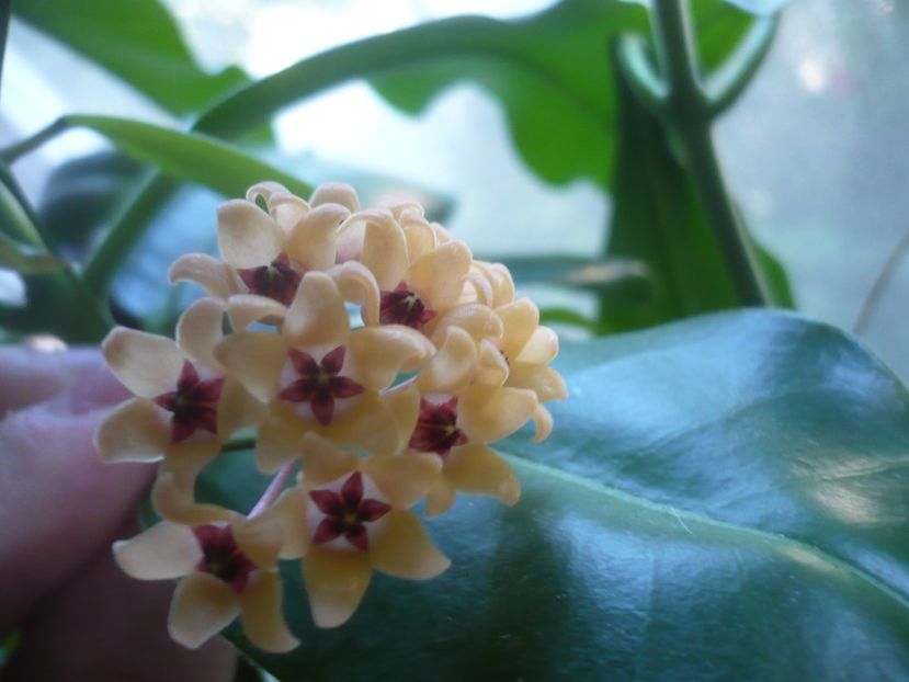 P1500618 - HOYA 2021-3