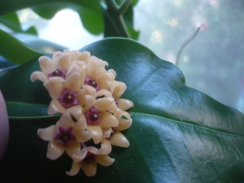 P1500620 - HOYA 2021-3