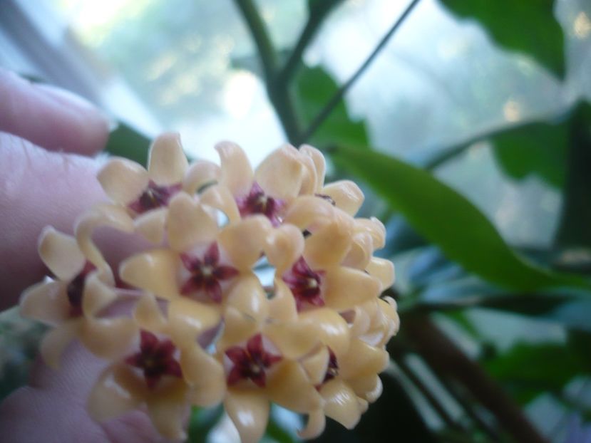 P1500621 - HOYA 2021-3