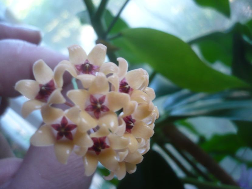 P1500622 - HOYA 2021-3