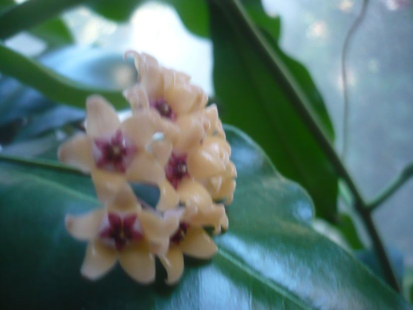 P1500624 - HOYA 2021-3