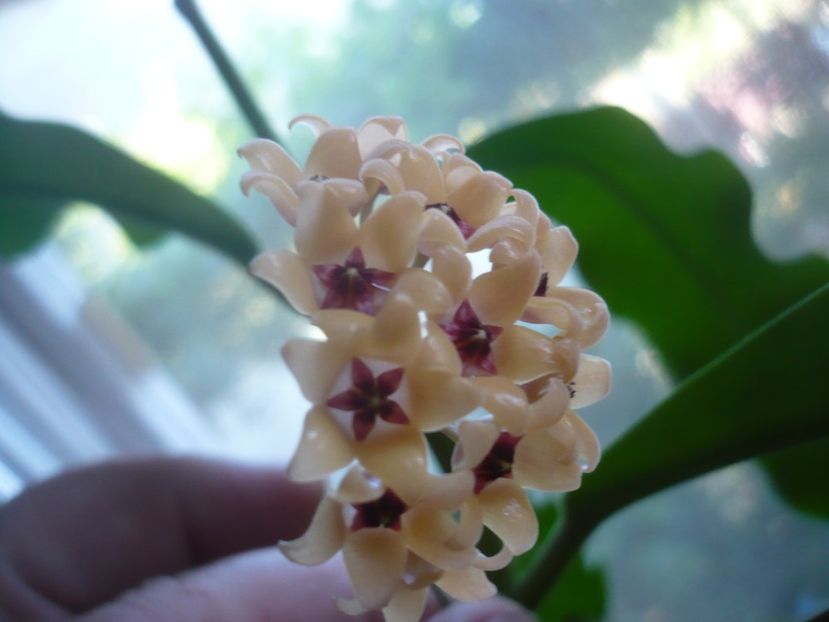 P1500625 - HOYA 2021-3