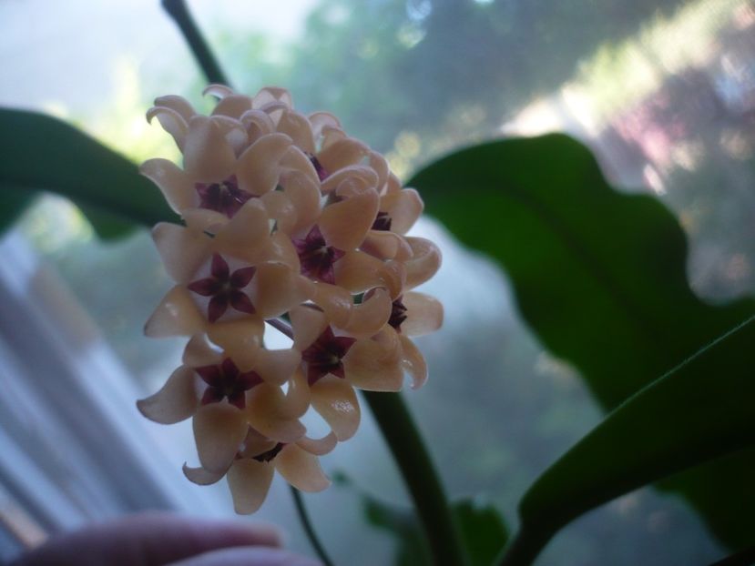 P1500626 - HOYA 2021-3