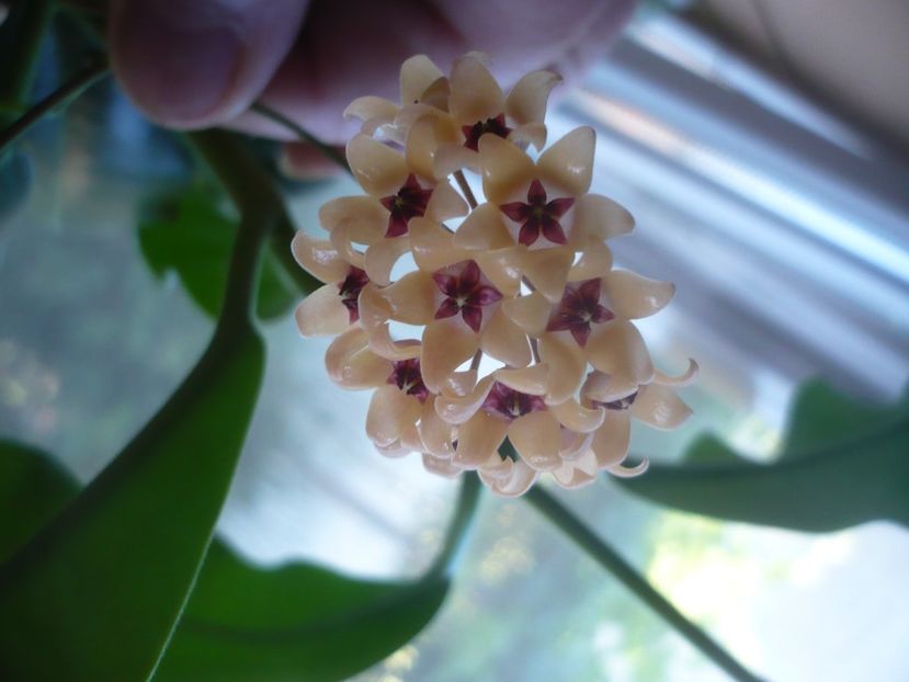 P1500628 - HOYA 2021-3